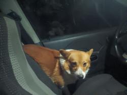 Lost Male Dog last seen Near st n lewis, Tulsa, OK 74110