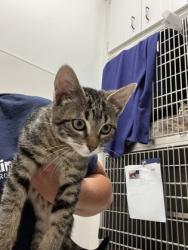 Shelter Stray Female Cat last seen Near Piedmont AVE, Atlanta, GA, 1251 Fulton Industrial Blvd NW, Atlanta, GA 30336, USA