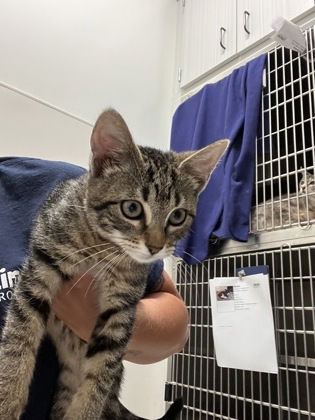 Shelter Stray Female Cat last seen Near Piedmont AVE, Atlanta, GA, 1251 Fulton Industrial Blvd NW, Atlanta, GA 30336, USA