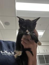 Shelter Stray Female Cat last seen Near Ralph David Abernathy Blvd, Atlanta, GA, 1251 Fulton Industrial Blvd NW, Atlanta, GA 30336, USA