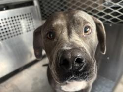 Shelter Stray Female Dog last seen Near Old Hemphill Rd, South District, TX, 355 Hillshire Dr, Haslet, TX 76052, USA