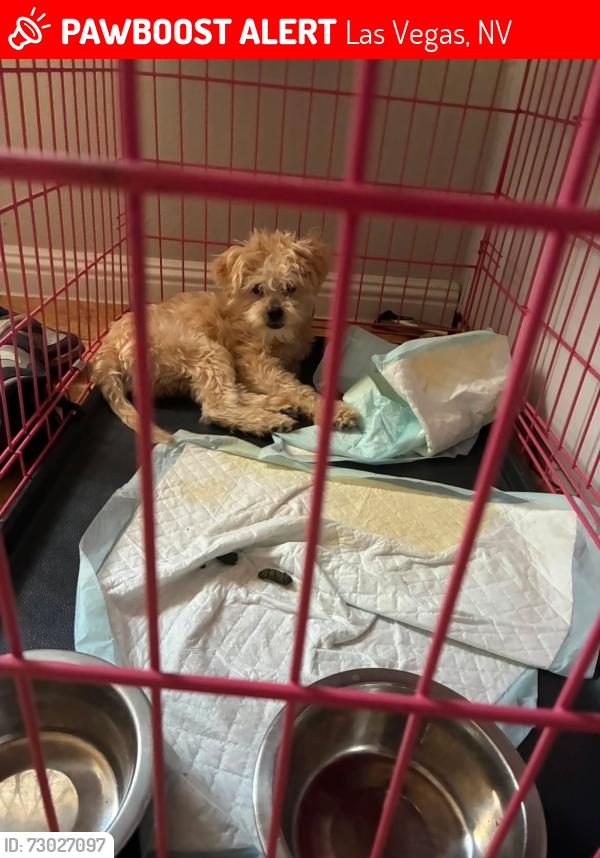 Lost Male Dog last seen Twin , Las Vegas, NV 89119