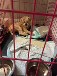 Lost Male Dog last seen Twin , Las Vegas, NV 89119
