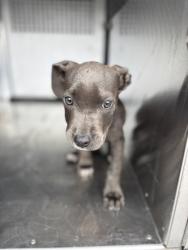 Shelter Stray Male Dog last seen Near Old Hemphill Rd, South District, TX, 355 Hillshire Dr, Haslet, TX 76052, USA
