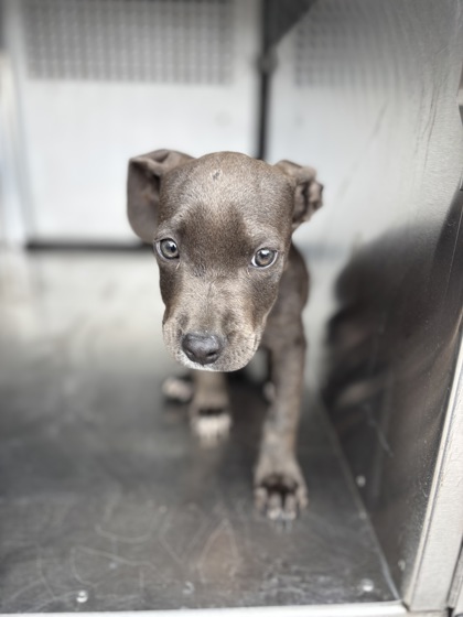 Shelter Stray Male Dog last seen Near Old Hemphill Rd, South District, TX, 355 Hillshire Dr, Haslet, TX 76052, USA