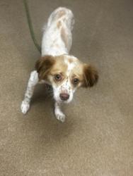 Shelter Stray Female Dog last seen , , GA, 3280 Chamblee Dunwoody Rd, Chamblee, GA 30341, USA