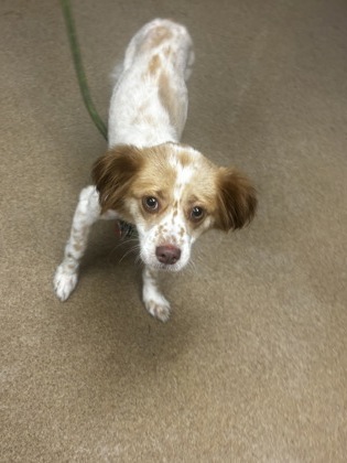 Shelter Stray Female Dog last seen , , GA, 3280 Chamblee Dunwoody Rd, Chamblee, GA 30341, USA