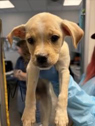 Shelter Stray Male Dog last seen W Herndon Ave & N Rolinda Ave, Fresno Zone Fresno CO 1A 93723, CA, 1510 W Dan Ronquillo Dr, Fresno, CA 93706, USA