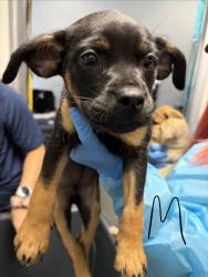 Shelter Stray Male Dog last seen W Herndon Ave & N Rolinda Ave, Fresno Zone Fresno CO 1A 93723, CA, 1510 W Dan Ronquillo Dr, Fresno, CA 93706, USA