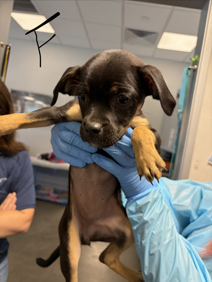 Shelter Stray Female Dog last seen W Herndon Ave & N Rolinda Ave, Fresno Zone Fresno CO 1A 93723, CA, 1510 W Dan Ronquillo Dr, Fresno, CA 93706, USA