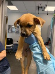 Shelter Stray Male Dog last seen W Herndon Ave & N Rolinda Ave, Fresno Zone Fresno CO 1A 93723, CA, 1510 W Dan Ronquillo Dr, Fresno, CA 93706, USA