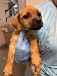Shelter Stray Female Dog last seen W Herndon Ave & N Rolinda Ave, Fresno Zone Fresno CO 1A 93723, CA, 1510 W Dan Ronquillo Dr, Fresno, CA 93706, USA