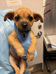 Shelter Stray Female Dog last seen W Herndon Ave & N Rolinda Ave, Fresno Zone Fresno CO 1A 93723, CA, 1510 W Dan Ronquillo Dr, Fresno, CA 93706, USA