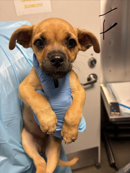 Shelter Stray Female Dog last seen W Herndon Ave & N Rolinda Ave, Fresno Zone Fresno CO 1A 93723, CA, 1510 W Dan Ronquillo Dr, Fresno, CA 93706, USA