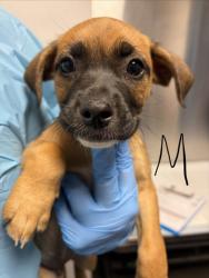 Shelter Stray Male Dog last seen W Herndon Ave & N Rolinda Ave, Fresno Zone Fresno CO 1A 93723, CA, 1510 W Dan Ronquillo Dr, Fresno, CA 93706, USA