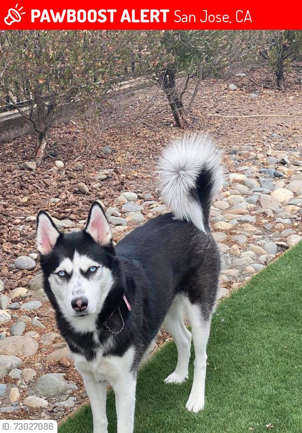 Lost Female Dog last seen 33rd , San Jose, CA 95116