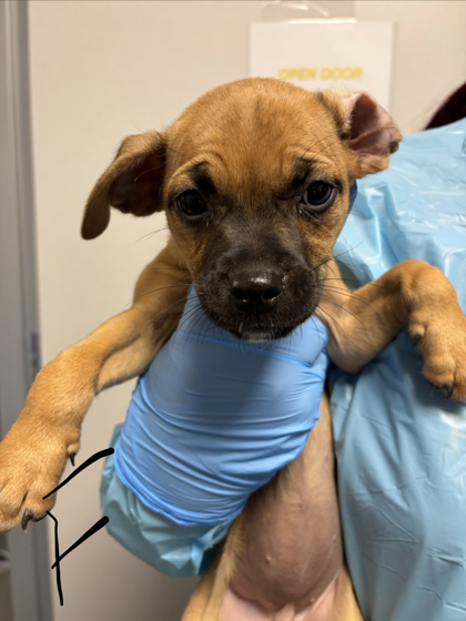 Shelter Stray Female Dog last seen W Herndon Ave & N Rolinda Ave, Fresno Zone Fresno CO 1A 93723, CA, 1510 W Dan Ronquillo Dr, Fresno, CA 93706, USA