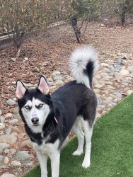 Lost Female Dog last seen 33rd , San Jose, CA 95116