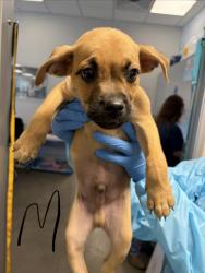 Shelter Stray Male Dog last seen W Herndon Ave & N Rolinda Ave, Fresno Zone Fresno CO 1A 93723, CA, 1510 W Dan Ronquillo Dr, Fresno, CA 93706, USA