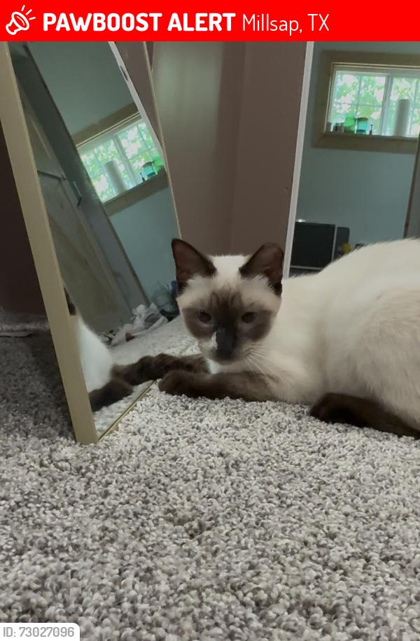 Lost Female Cat last seen Corner of Borden st and nw front st, Millsap, TX 76066