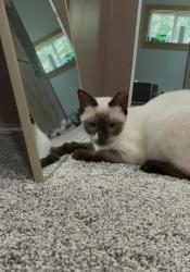 Lost Female Cat last seen Corner of Borden st and nw front st, Millsap, TX 76066