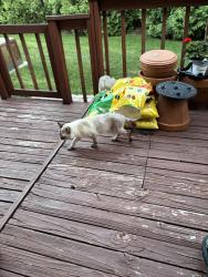 Found/Stray Unknown Cat last seen Pontiac Trail & Ladd, Walled Lake, MI 48390