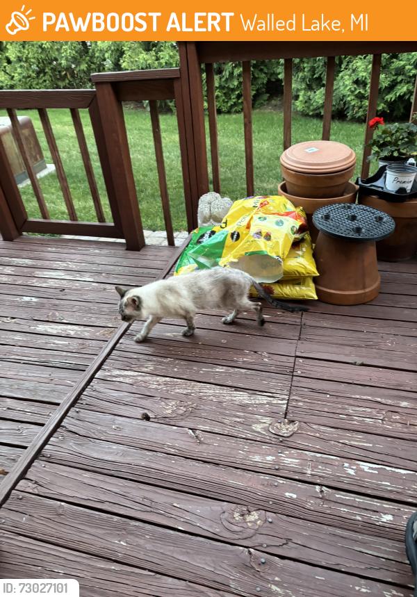 Found/Stray Unknown Cat last seen Pontiac Trail & Ladd, Walled Lake, MI 48390