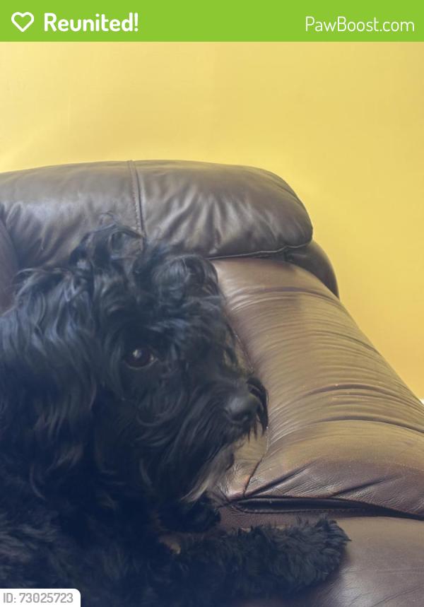 Reunited Female Dog last seen Lawndale, CA, USA, Lawndale, CA 90260