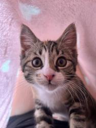 Lost Female Cat last seen Subway , Wisbech, England 