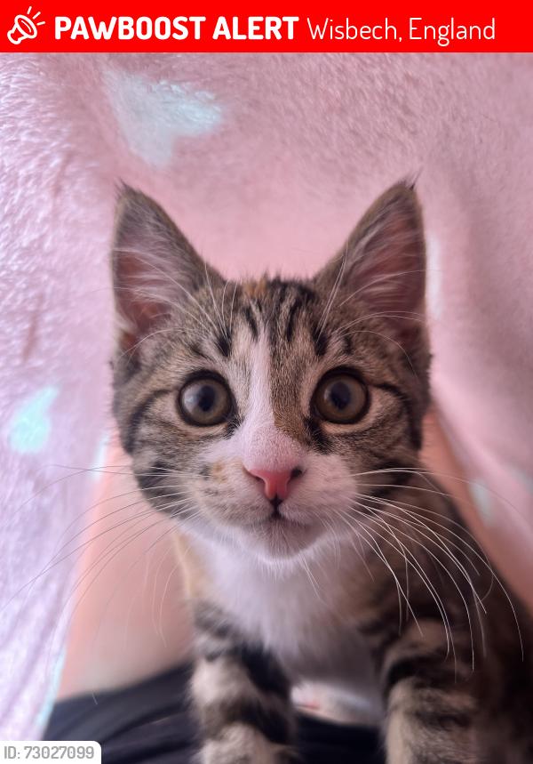 Lost Female Cat last seen Subway , Wisbech, England 