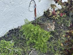 Found/Stray Unknown Cat last seen Fountainbleu condiminums, white buildings, Miami, FL 33126