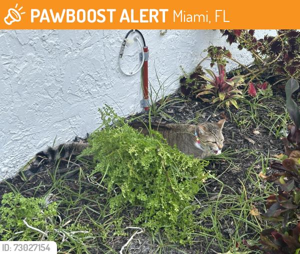 Found/Stray Unknown Cat last seen Fountainbleu condiminums, white buildings, Miami, FL 33126