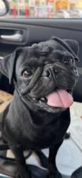 Reunited Unknown Dog last seen Granite and Taft, Riverside, CA 92508