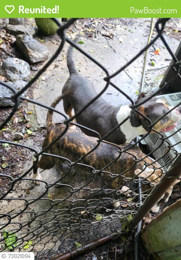 Reunited Female Dog last seen Yates off Reese road columbus ga, Yates, GA 30263
