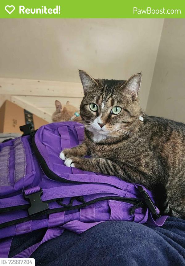 Reunited Female Cat last seen Midlothian turnpike , Richmond, VA 23224
