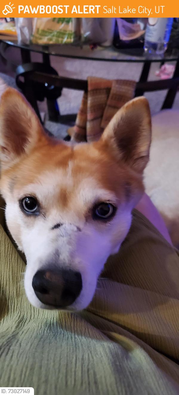 Found/Stray Male Dog last seen Near s 900 w, Salt Lake City, UT 84106