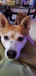 Found/Stray Male Dog last seen Near s 900 w, Salt Lake City, UT 84106