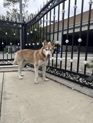 Found/Stray Male Dog last seen Adams and Hauser, Los Angeles, CA 90016