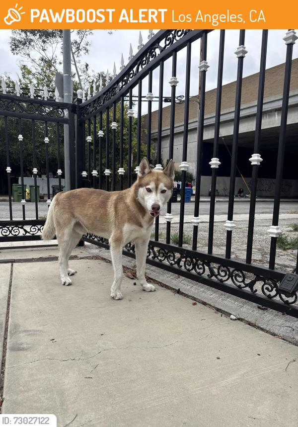 Found/Stray Male Dog last seen Adams and Hauser, Los Angeles, CA 90016