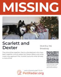 Lost Male Dog last seen Broadway, NC, Broadway, NC 27505