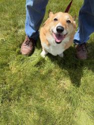 Found/Stray Male Dog last seen 34th and Bellecrest, Missoula, MT 59801