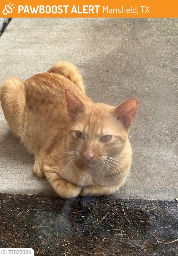 Found/Stray Male Cat last seen Manchester and Saint Lynda Dr., Mansfield, TX 76063