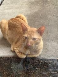 Found/Stray Male Cat last seen Manchester and Saint Lynda Dr., Mansfield, TX 76063