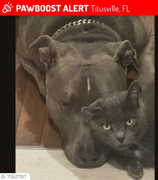 Lost Female Cat last seen Garden and Singleton , Titusville, FL 32780