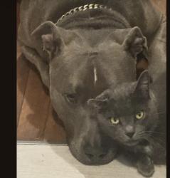 Lost Female Cat last seen Garden and Singleton , Titusville, FL 32780