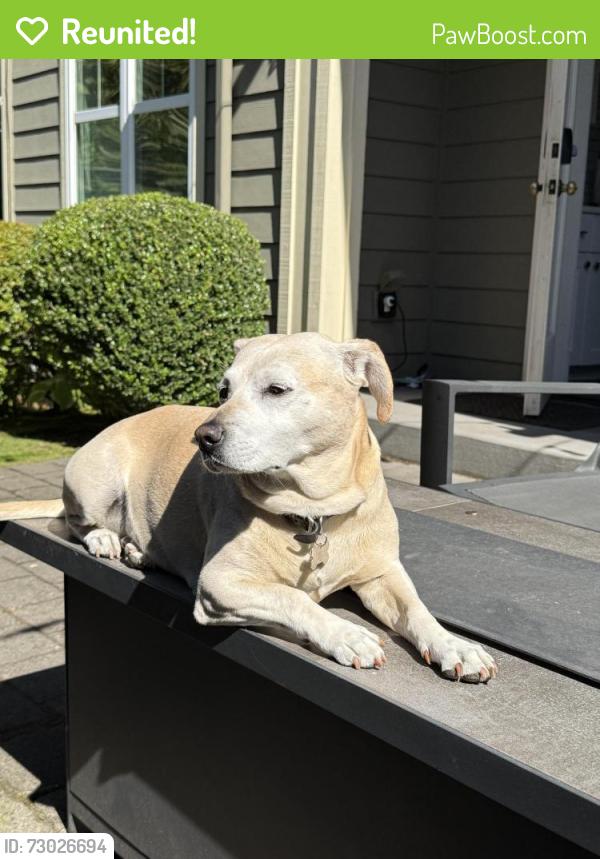 Reunited Female Dog last seen 17th ave east and galer, Seattle, WA 98112