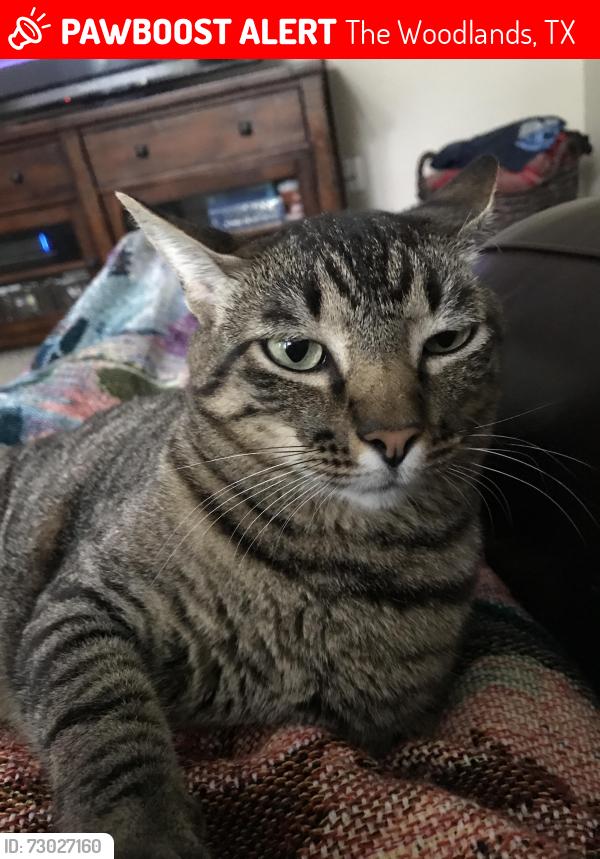 Lost Male Cat last seen Stormwood Place, The Woodlands, TX 77381