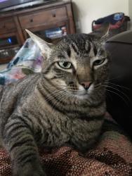 Lost Male Cat last seen Stormwood Place, The Woodlands, TX 77381