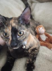 Lost Female Cat last seen Near Mill Pond CV  Crestview FL, Crestview, FL 32539