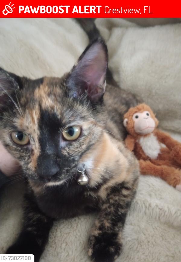 Lost Female Cat last seen Near Mill Pond CV  Crestview FL, Crestview, FL 32539